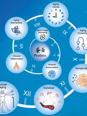科学家破译人体衰老的蛋白密码