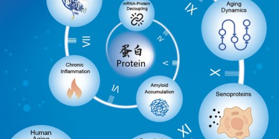 科学家破译人体衰老的蛋白密码